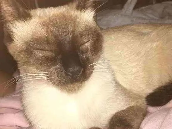 Gato ra a Siamês  idade 1 ano nome Bela