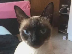 Gato raça Siamês  idade 1 ano nome Bela