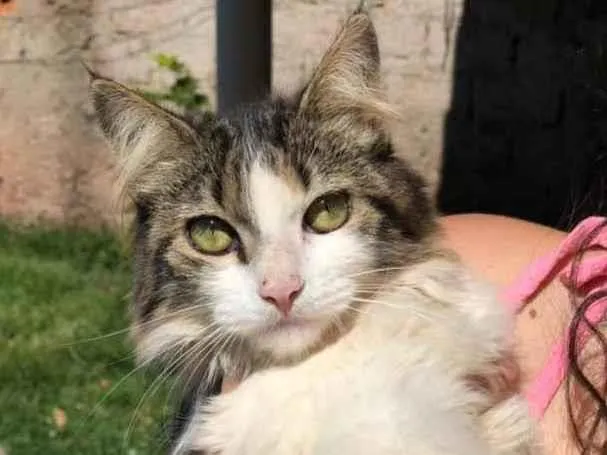 Gato ra a  idade 2 a 6 meses nome Mini 
