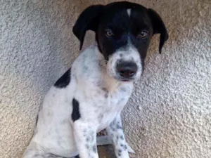 Cachorro raça Misturado c/ pastor belga idade 2 a 6 meses nome Nico