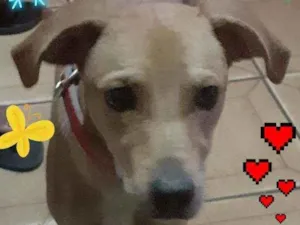 Cachorro raça SRD idade 3 anos nome Laila