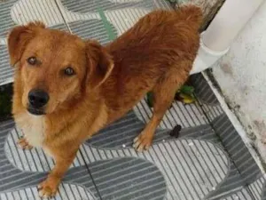 Cachorro raça MIX idade  nome BORIS