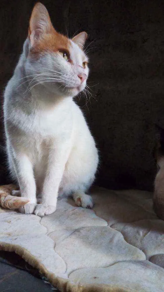 Gato ra a Viralata idade 1 ano nome Coração