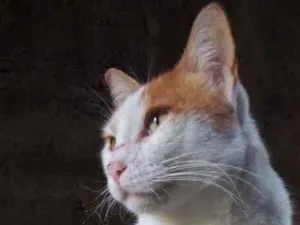 Gato raça Viralata idade 1 ano nome Coração