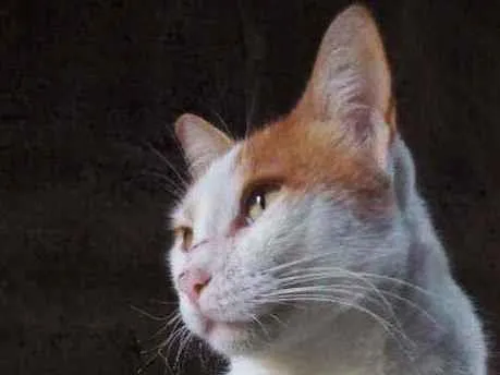 Gato ra a Viralata idade 1 ano nome Coração