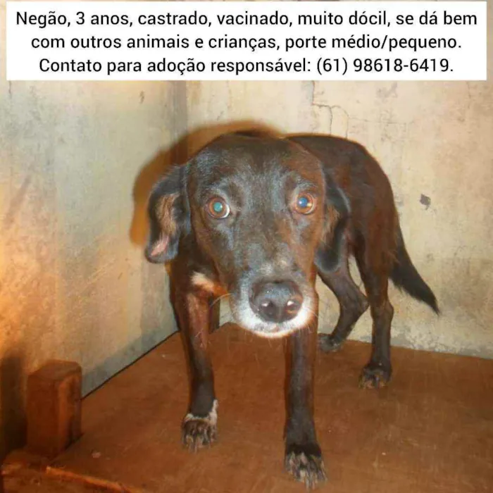 Cachorro ra a SRD idade 3 anos nome Negão