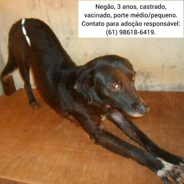 Cachorro ra a SRD idade 3 anos nome Negão