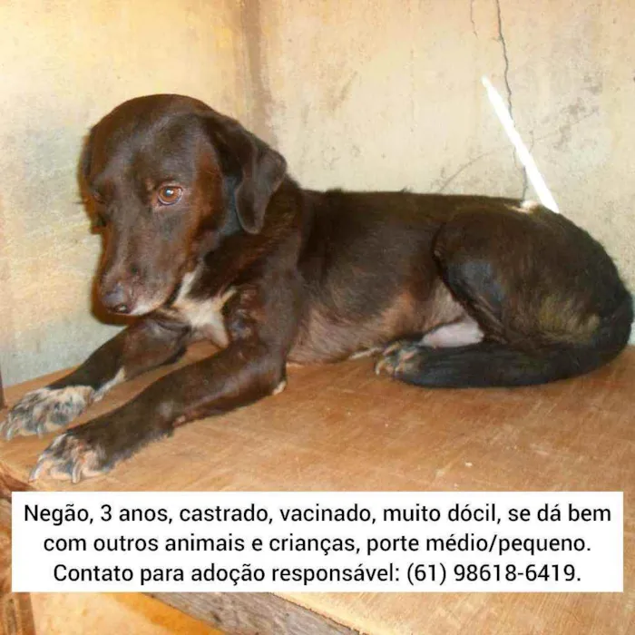 Cachorro ra a SRD idade 3 anos nome Negão