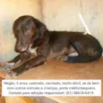 Negão