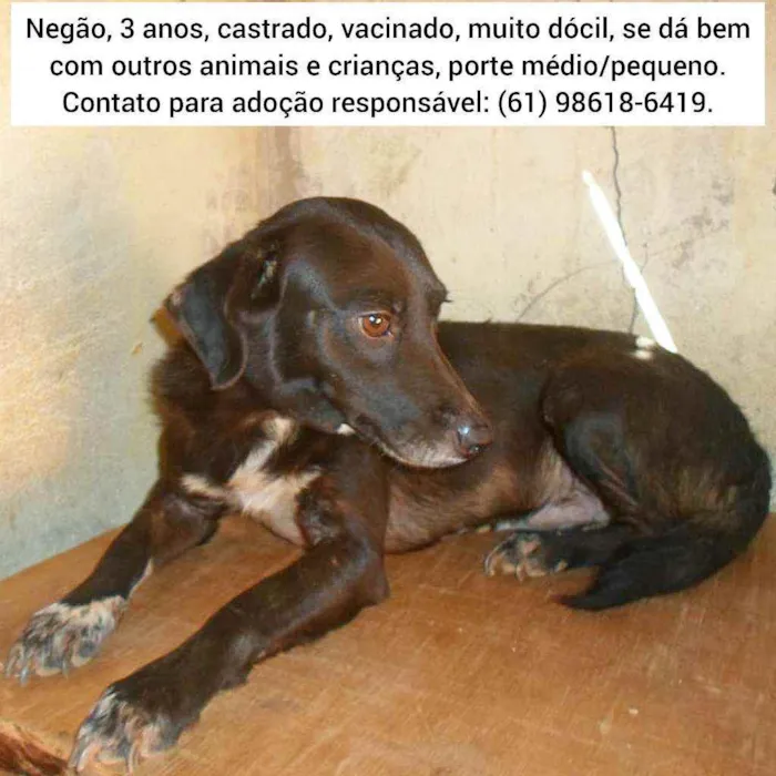 Cachorro ra a SRD idade 3 anos nome Negão