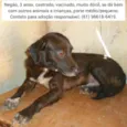 Negão