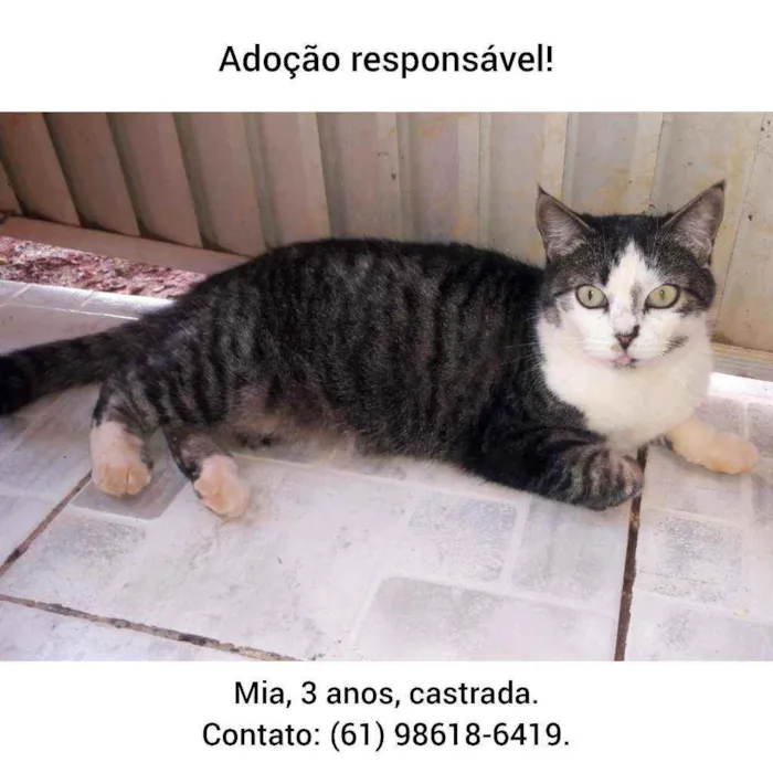 Gato ra a SRD idade 3 anos nome Mia