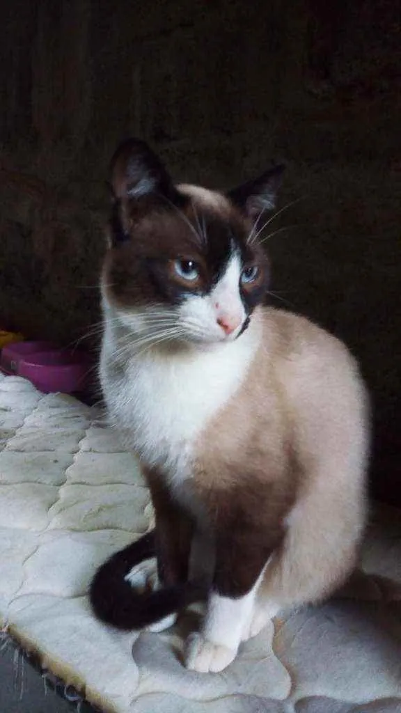 Gato ra a Viralata idade 7 a 11 meses nome Diamante
