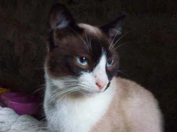 Gato ra a Viralata idade 7 a 11 meses nome Diamante