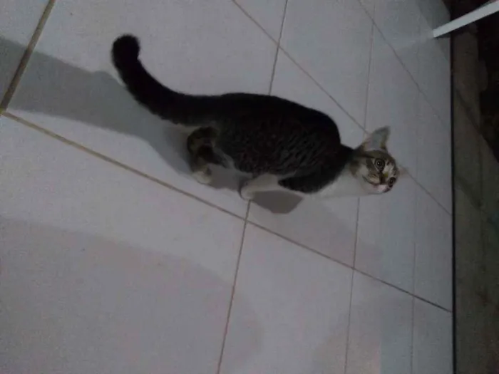 Gato ra a  idade 2 a 6 meses nome Não tem nome