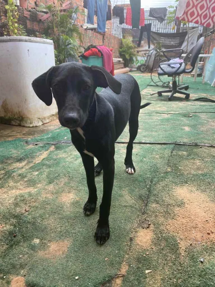 Cachorro ra a “Vira lata” idade 1 ano nome Caramelo e neguinha