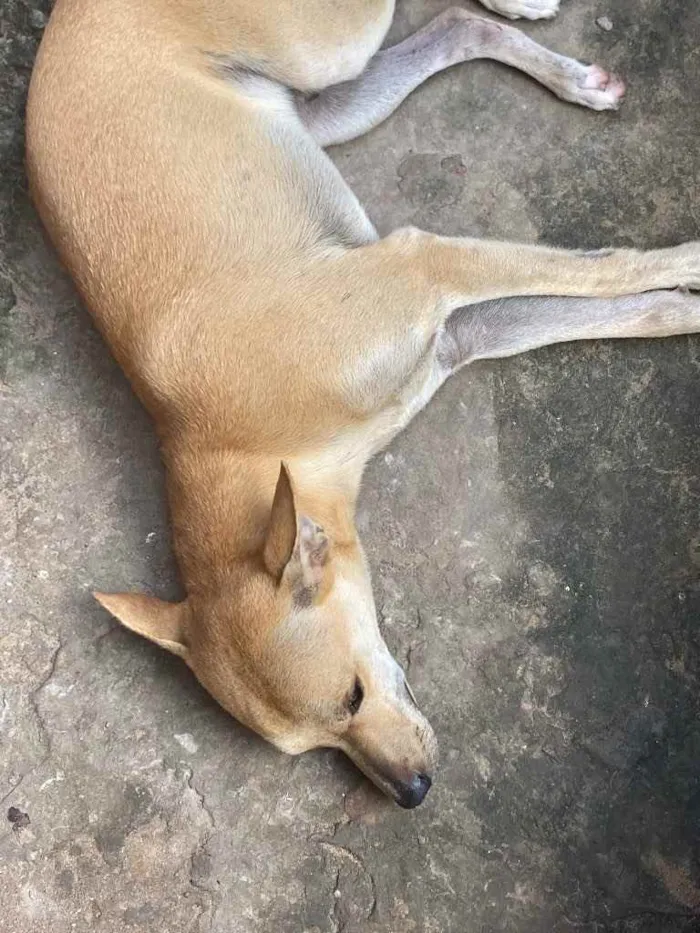 Cachorro ra a “Vira lata” idade 1 ano nome Caramelo e neguinha