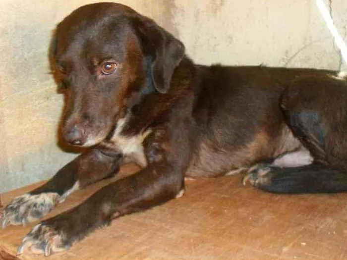 Cachorro ra a SRD idade 3 anos nome Negão