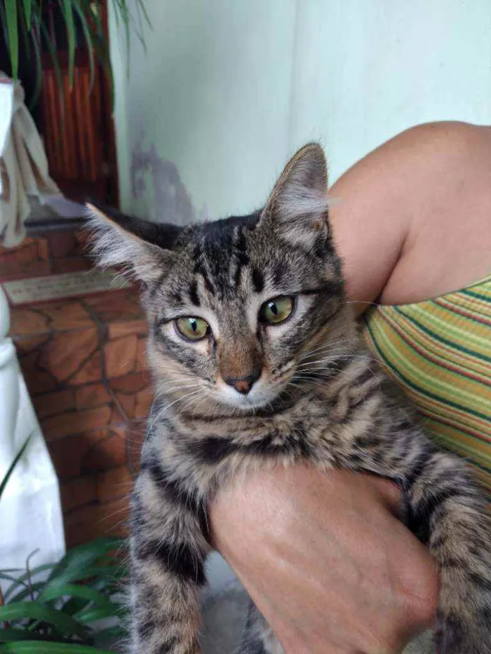 Gato ra a  idade 7 a 11 meses nome Ursinha