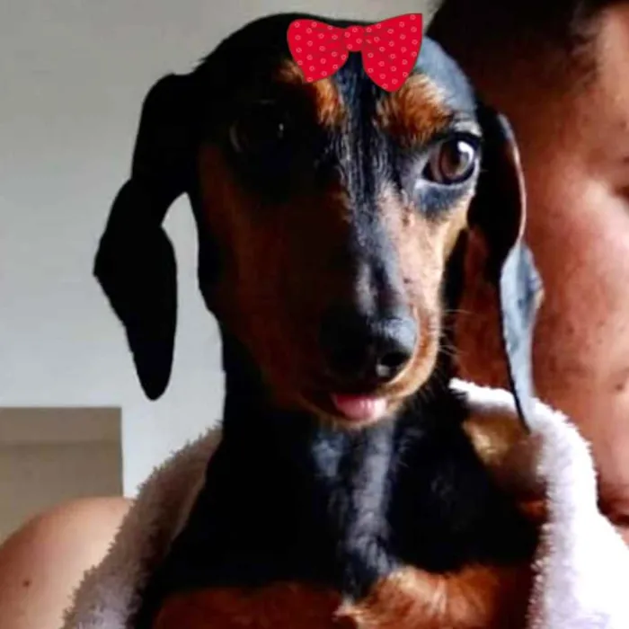 Cachorro ra a Cofap  idade 7 a 11 meses nome Malu 