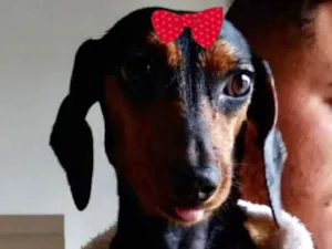 Cachorro raça Cofap  idade 7 a 11 meses nome Malu 