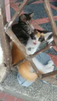 Gatos