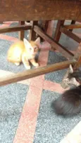Gatos