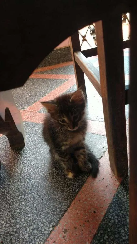 Gato ra a Vira-Lata idade 2 a 6 meses nome Gatos