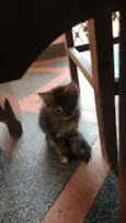Gatos