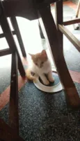 Gatos