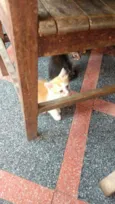 Gatos