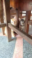 Gatos