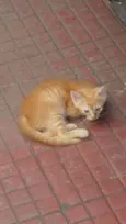 Gatos