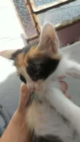 Gatos