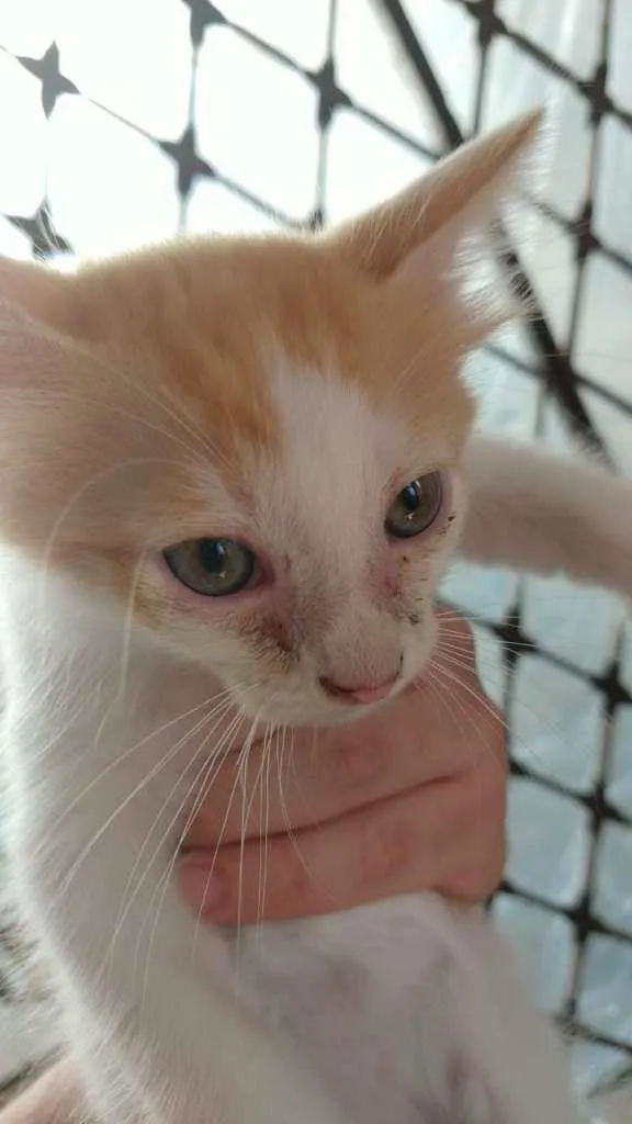 Gato ra a Vira-Lata idade 2 a 6 meses nome Gatos