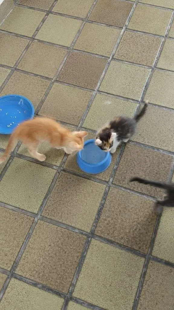 Gato ra a Vira-Lata idade 2 a 6 meses nome Gatos