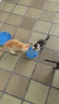 Gatos