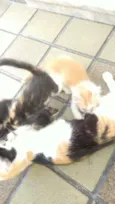 Gatos