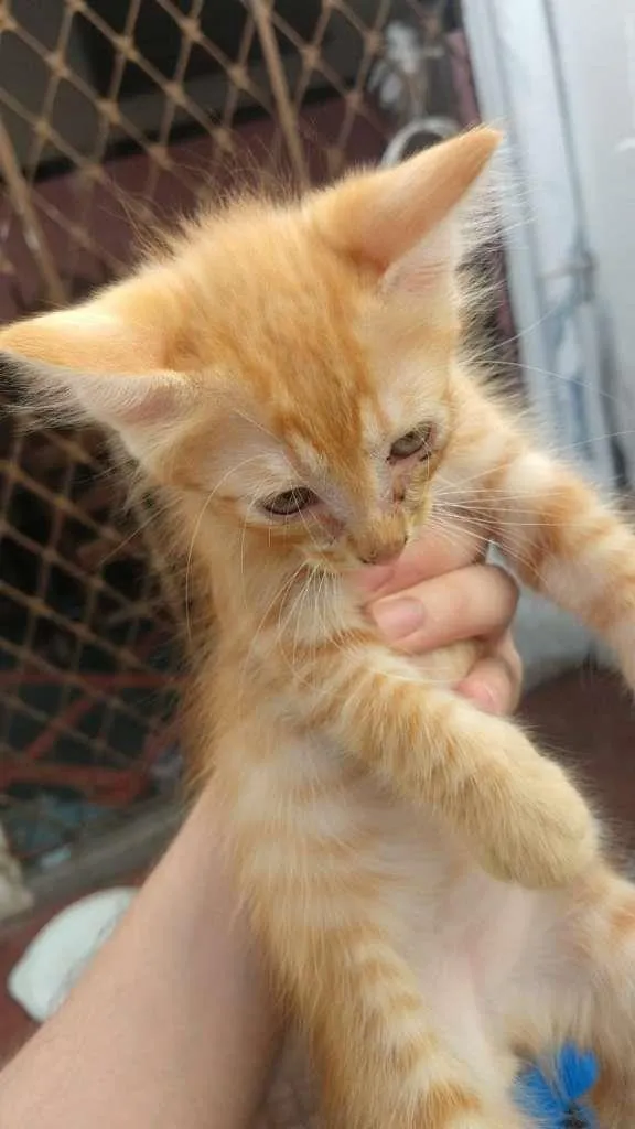 Gato ra a Vira-Lata idade 2 a 6 meses nome Gatos