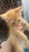 Gatos