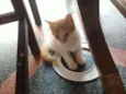 Gatos