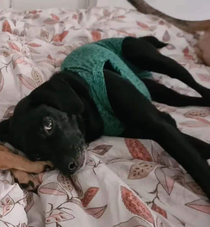 Cachorro ra a SRD-ViraLata idade 2 anos nome TOCO