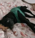 TOCO