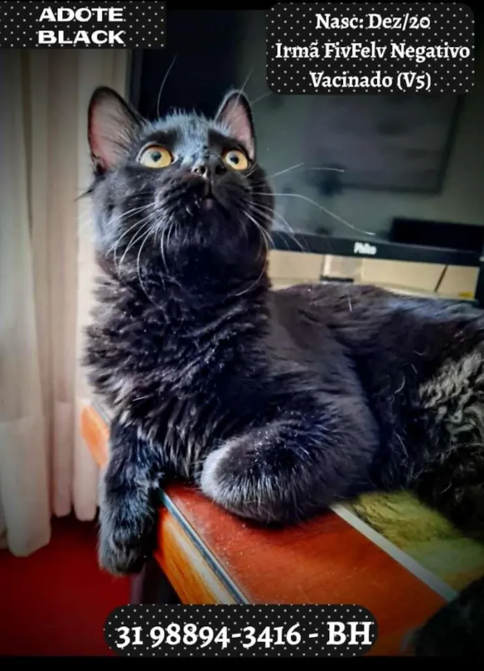 Gato raça SRD idade 2 a 6 meses nome BLACK