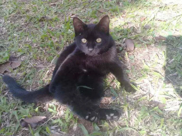 Gato ra a Gato de rua idade 2 a 6 meses nome Nao tem nome