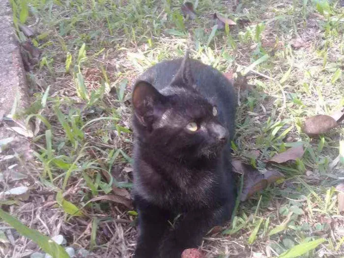 Gato ra a Gato de rua idade 2 a 6 meses nome Nao tem nome