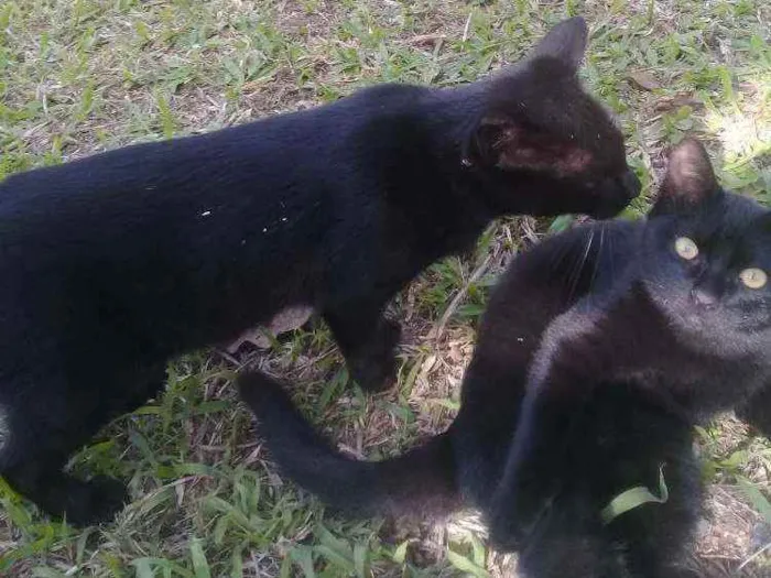 Gato ra a Gato de rua idade 2 a 6 meses nome Nao tem nome