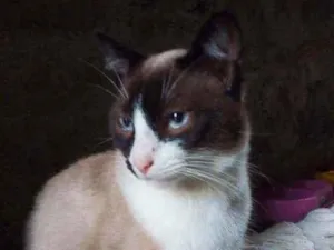 Gato raça Viralata idade 7 a 11 meses nome Diamante