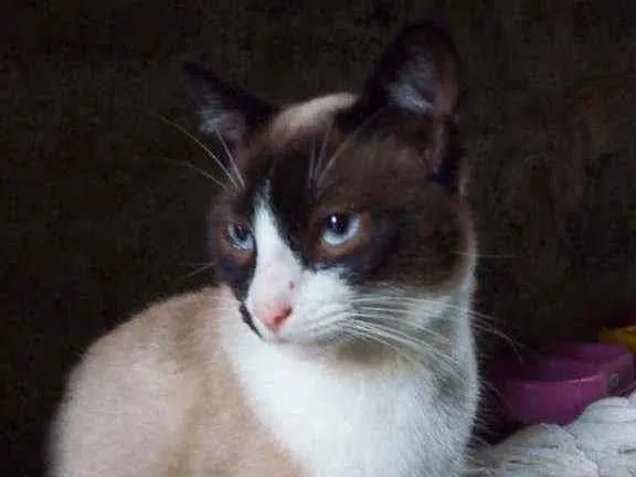 Gato ra a Viralata idade 7 a 11 meses nome Diamante