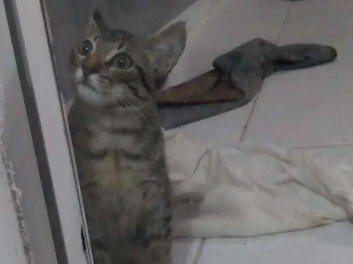 Gato ra a  idade 2 a 6 meses nome Não tem nome